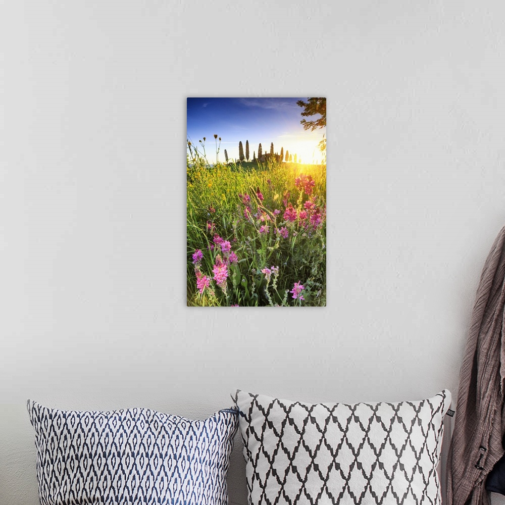 A bohemian room featuring Italy, Tuscany, Siena district, Orcia Valley, Meadow at sunset with a typical house in the backgr...