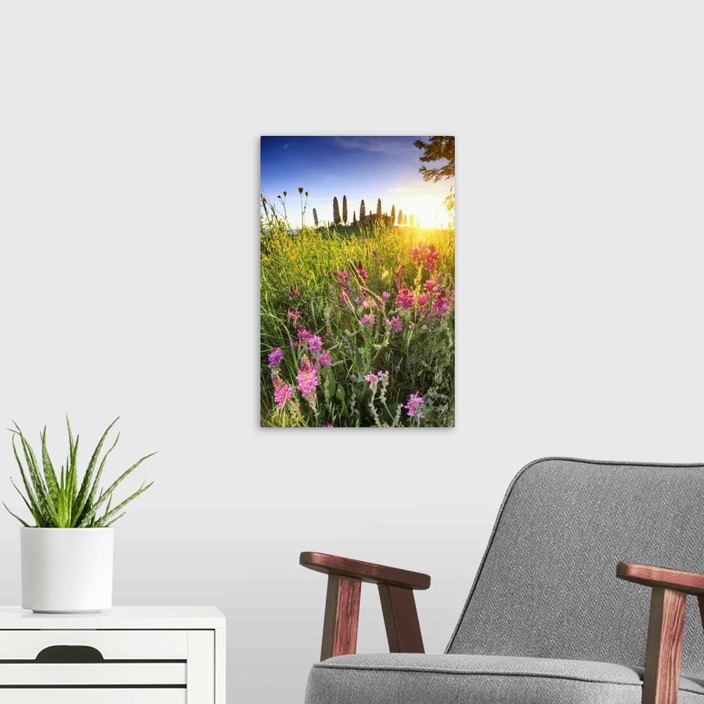 A modern room featuring Italy, Tuscany, Siena district, Orcia Valley, Meadow at sunset with a typical house in the backgr...