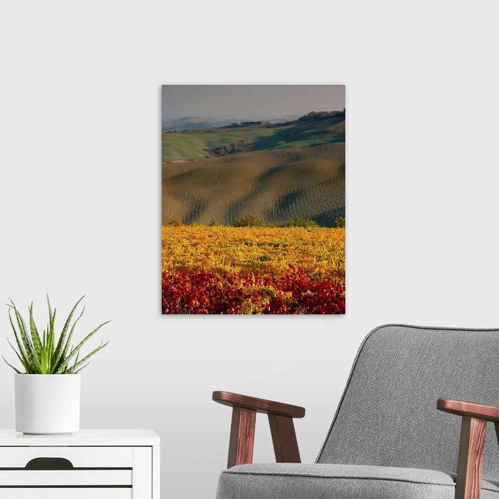 A modern room featuring Italy, Tuscany, Siena, Hills and vineyard near Montalcino