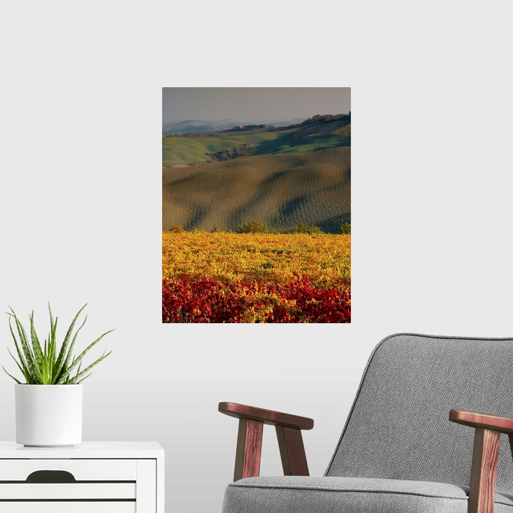 A modern room featuring Italy, Tuscany, Siena, Hills and vineyard near Montalcino