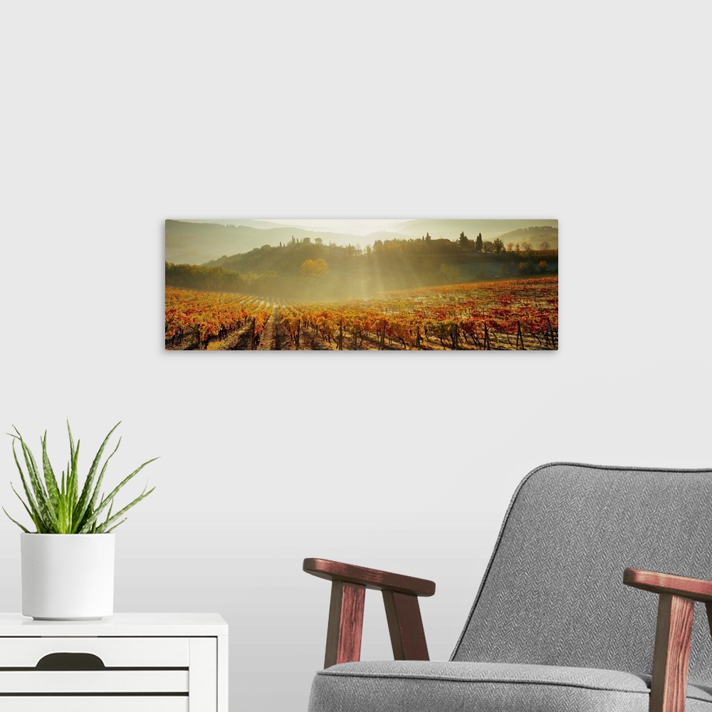 A modern room featuring Italy, Tuscany, Siena, Piazza, vineyards at sunrise