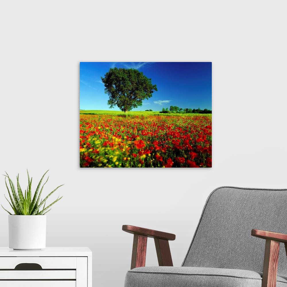 A modern room featuring Italy, Tuscany, single tree on hill