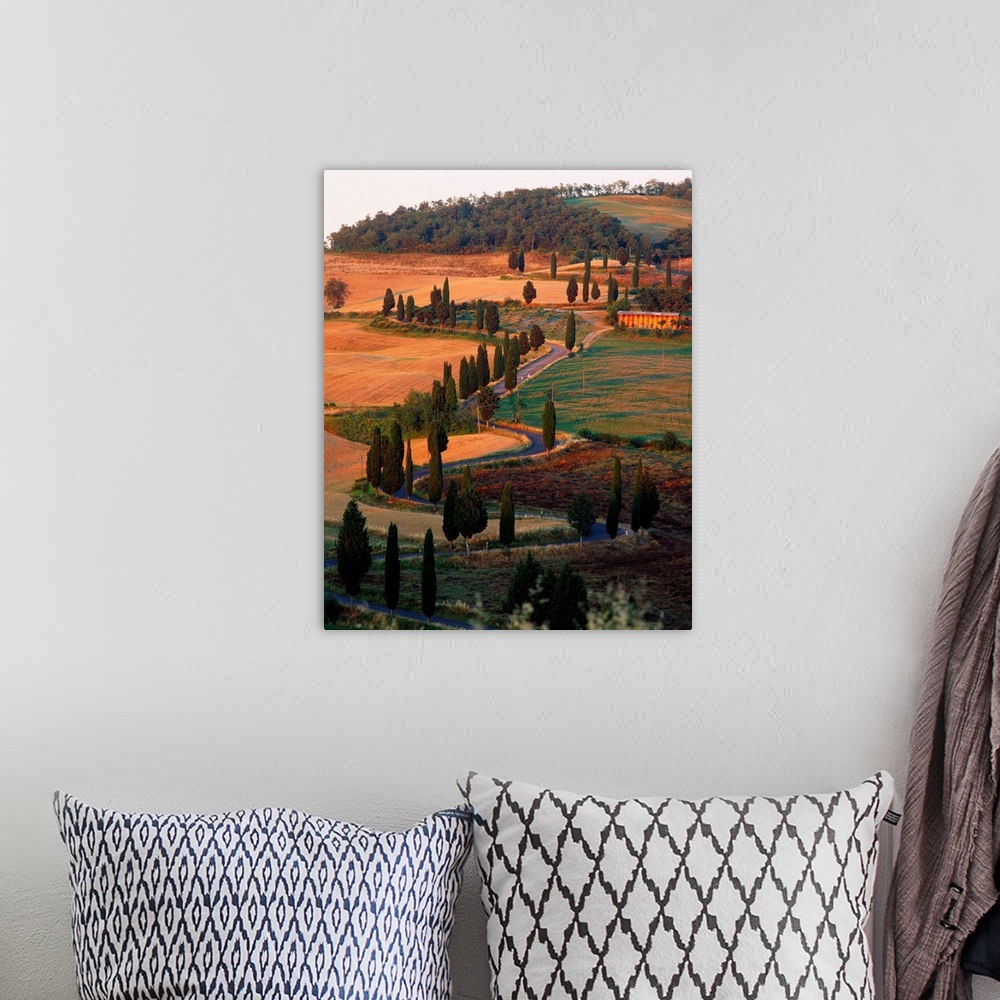 A bohemian room featuring Italy, Tuscany, tree lined road near Pienza