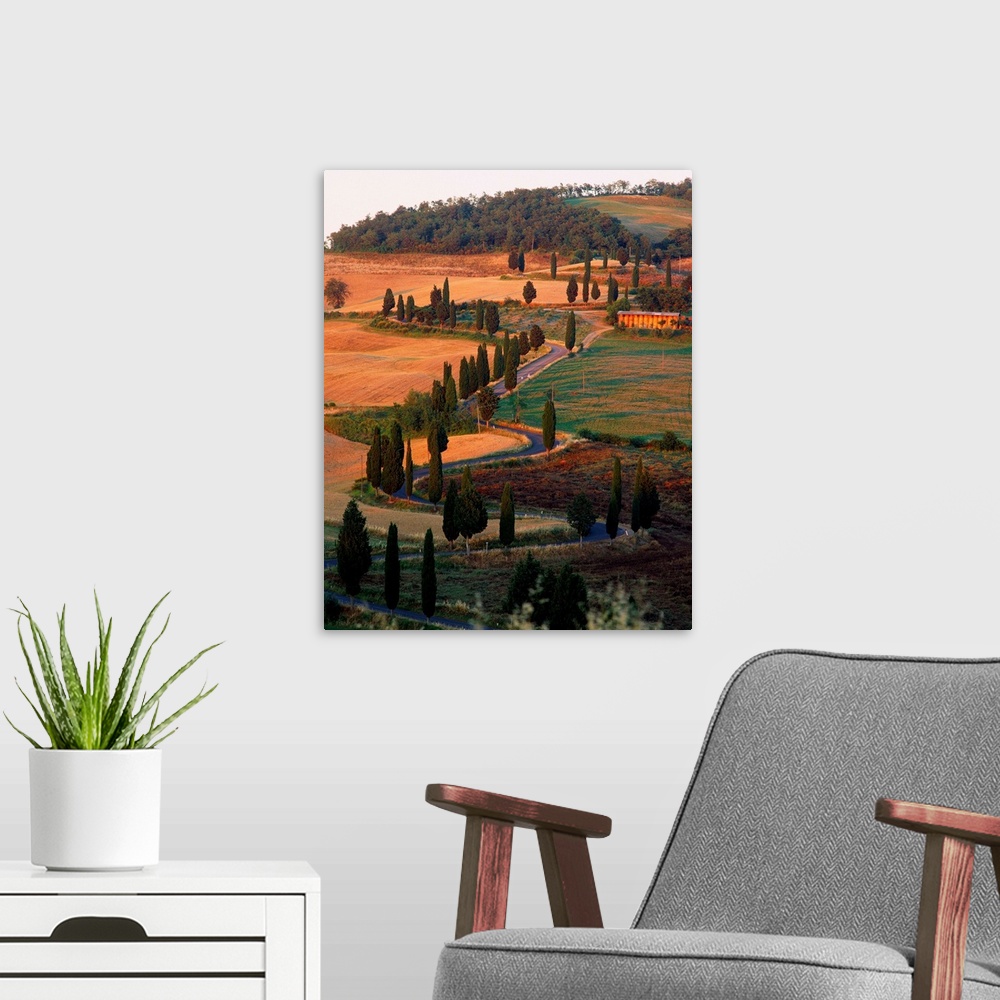 A modern room featuring Italy, Tuscany, tree lined road near Pienza