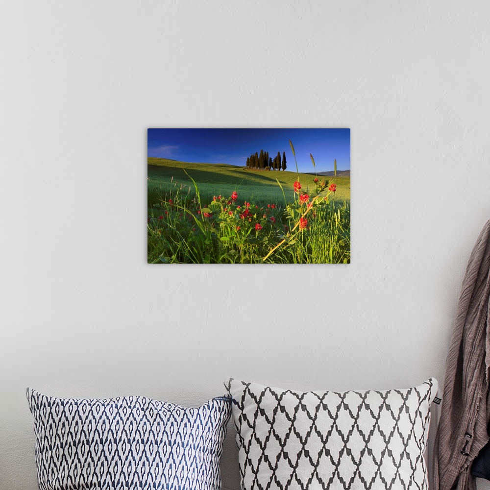 A bohemian room featuring Italy, Tuscany, Typical landscape near San Quirico d'Orcia