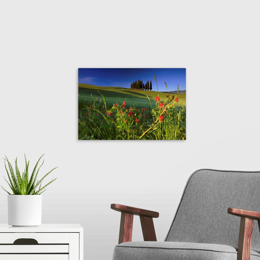 A modern room featuring Italy, Tuscany, Typical landscape near San Quirico d'Orcia