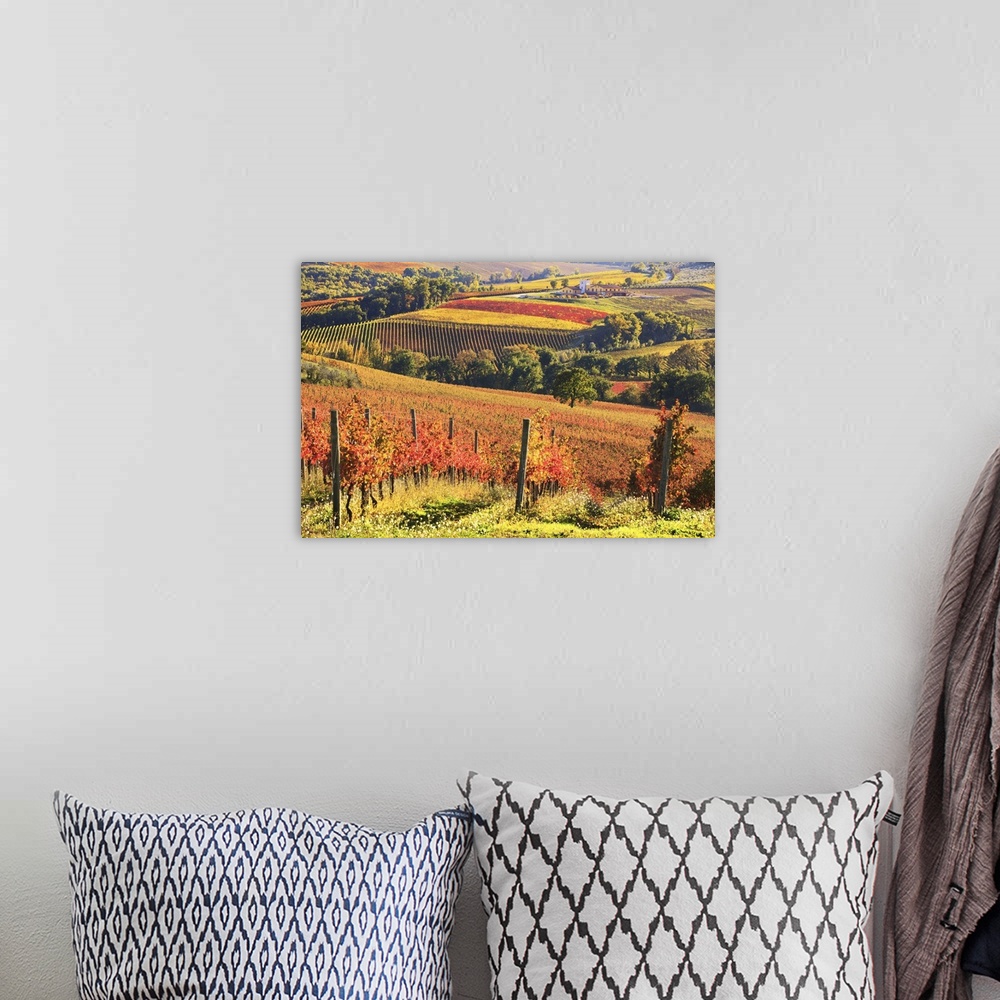 A bohemian room featuring Italy, Umbria, Mediterranean area, Perugia district, Autumnal vineyards near Gualdo Cattaneo