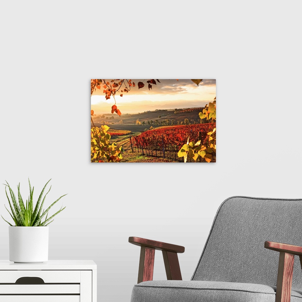A modern room featuring Italy, Umbria, Mediterranean area, Perugia district, Dawn over the autumnal vineyards near Montef...