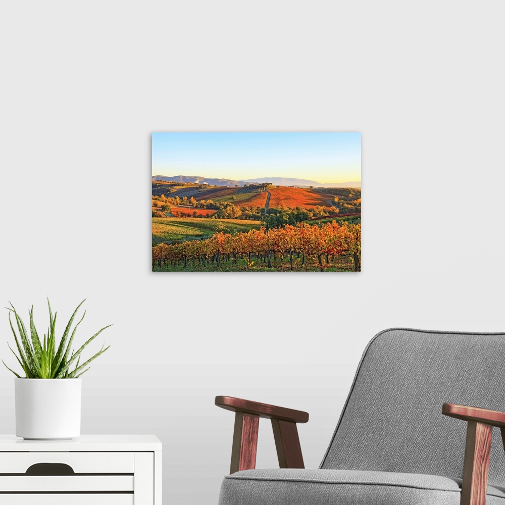 A modern room featuring Italy, Umbria, Mediterranean area, Perugia district, Autumnal Vineyards near Montefalco