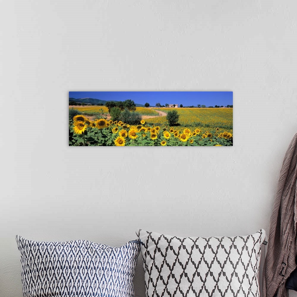 A bohemian room featuring Italy, Umbria, Montefalco, sunflower field