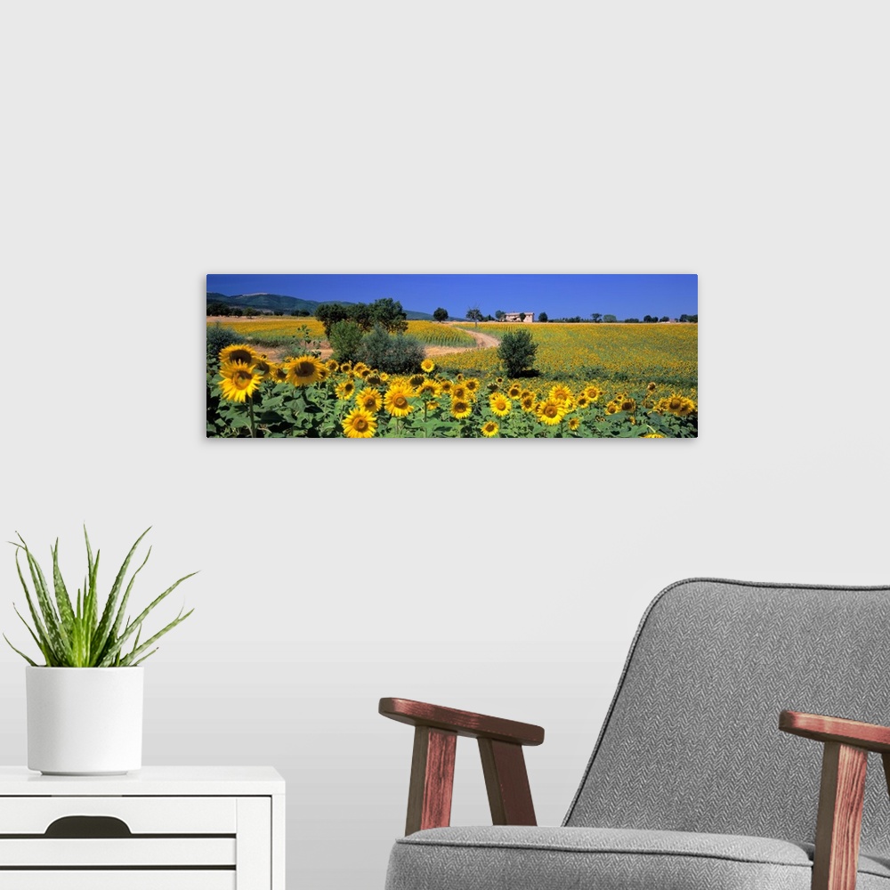 A modern room featuring Italy, Umbria, Montefalco, sunflower field