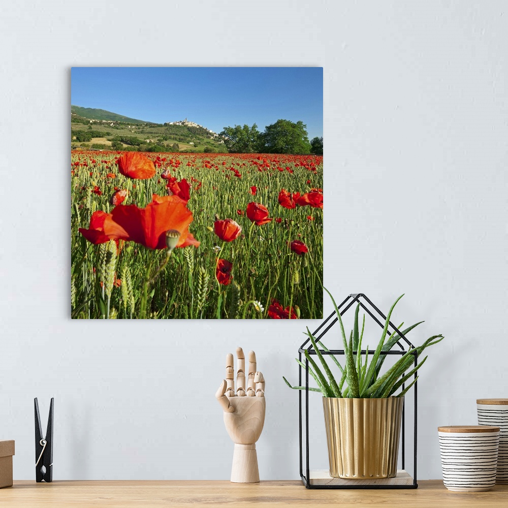 A bohemian room featuring Italy, Umbria, Perugia district, Trevi, Poppy field and the town in spring
