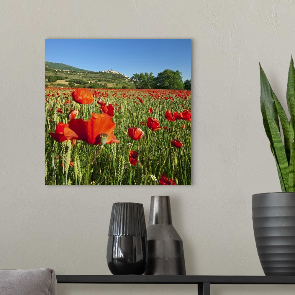 A modern room featuring Italy, Umbria, Perugia district, Trevi, Poppy field and the town in spring