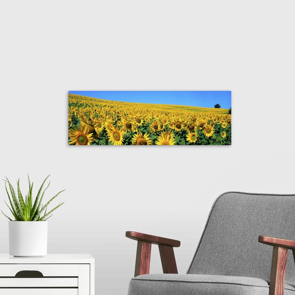 A modern room featuring Italy, Umbria, Sunflower field