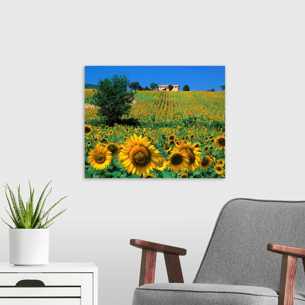 A modern room featuring Italy, Umbria, Sunflower field, Helianthus