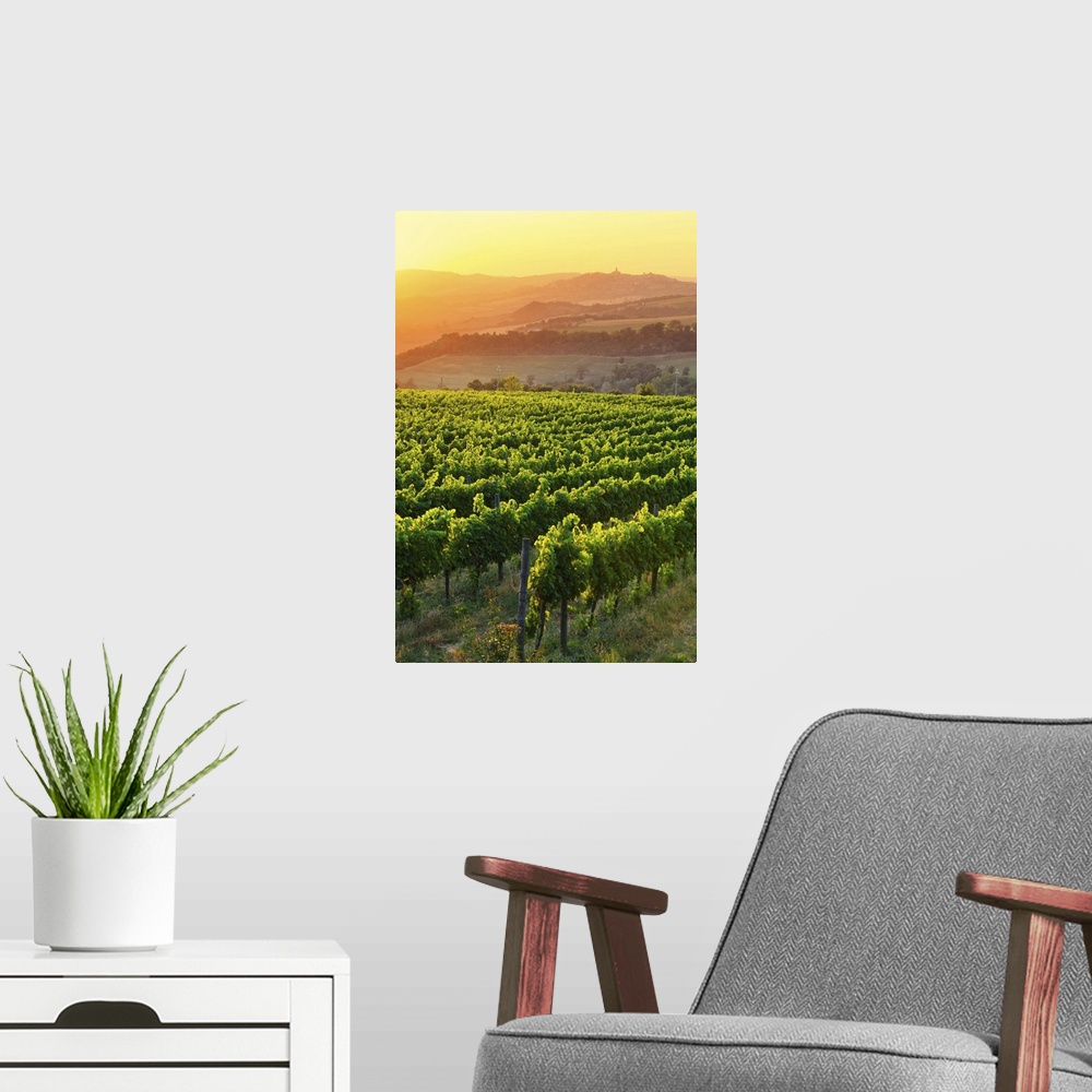 A modern room featuring Italy, Umbria, Todi, Vineyards near Todi at sunset