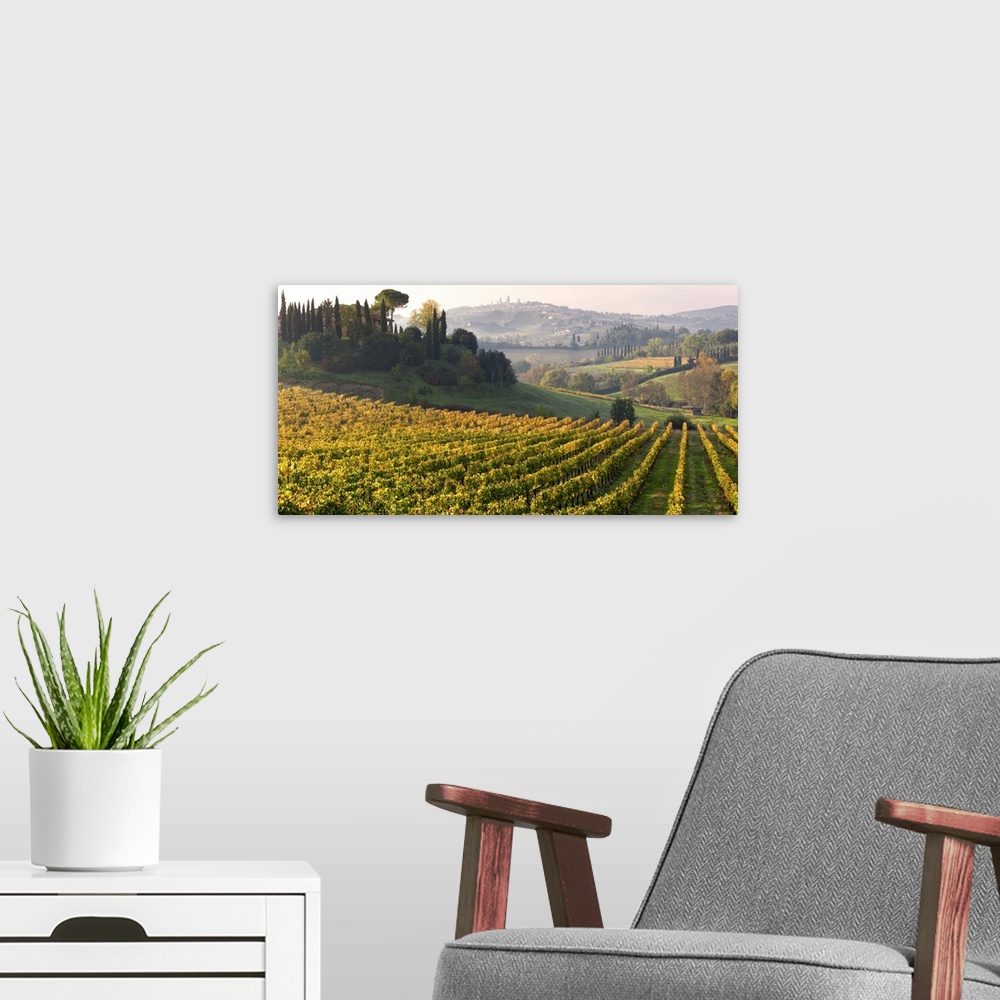 A modern room featuring Italy, Tuscany, Siena district, Val d'Elsa, Vernaccia vineyards near San Gimignano.