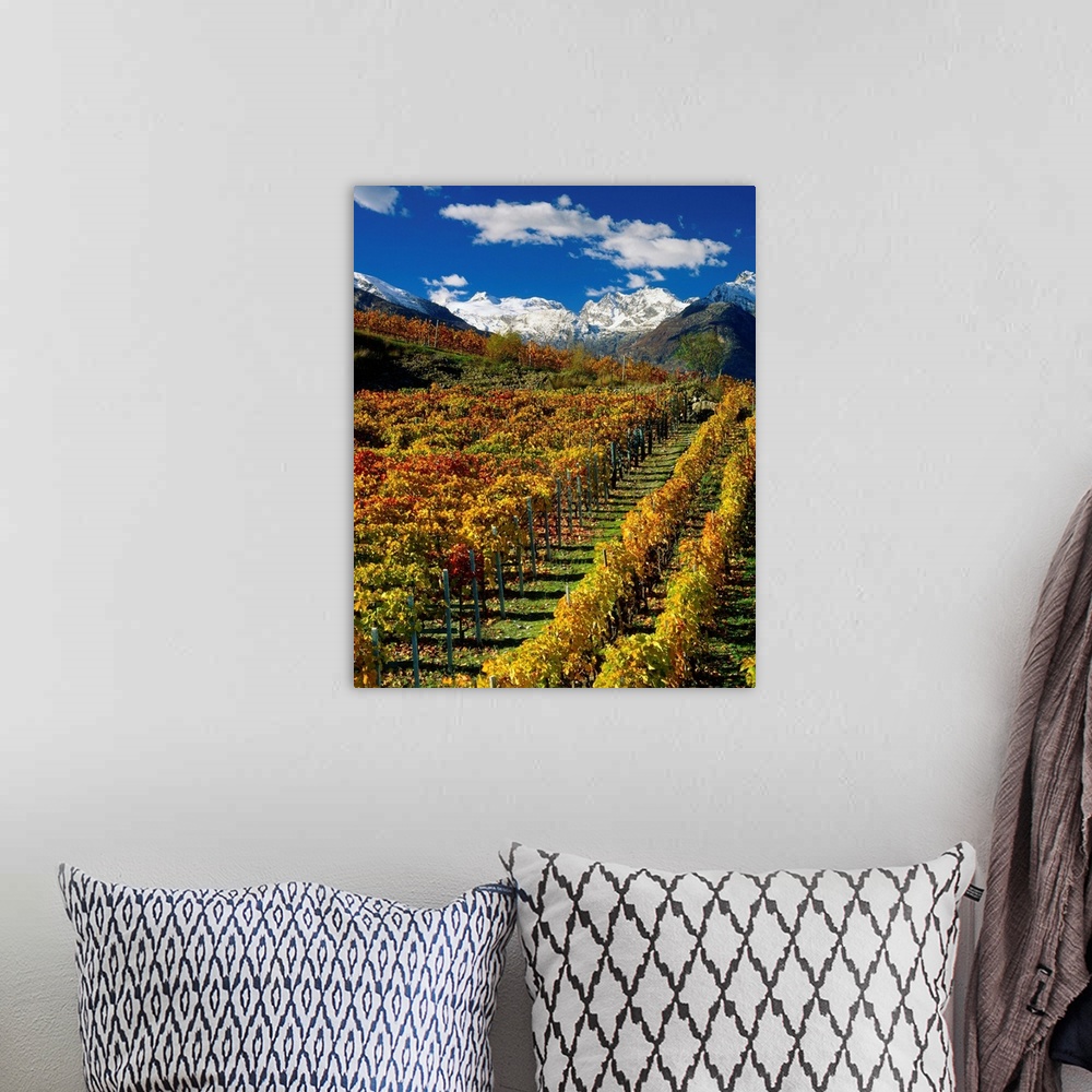 A bohemian room featuring Italy, Valle d'Aosta, The vineyards near Aymavilles
