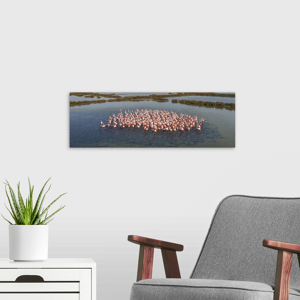A modern room featuring Italy, Veneto, Rovigo district, Adriatic Coast, Flock of pink flamingos clustered in the lagoon.
