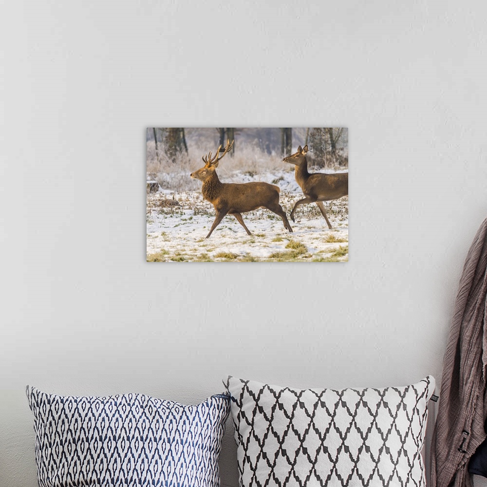 A bohemian room featuring Italy, Veneto, Belluno district, Two deer running in the snow