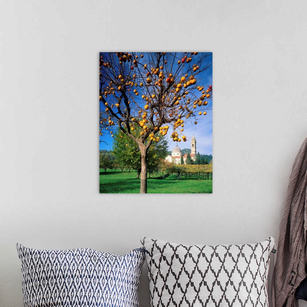 A bohemian room featuring Italy, Veneto, Marano Valpolicella, persimmon tree