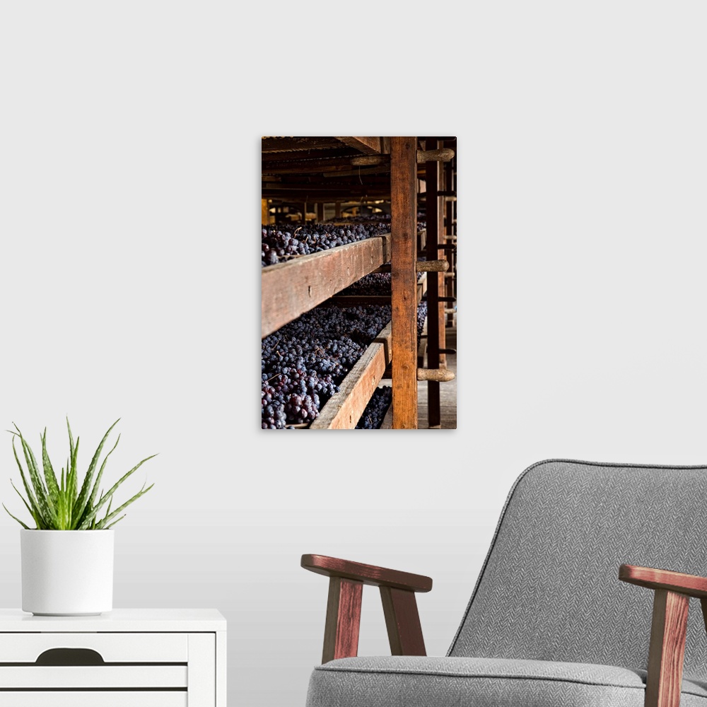 A modern room featuring Italy, Veneto, Negrar, Villa Novare, cellar, traditional withering of grapes