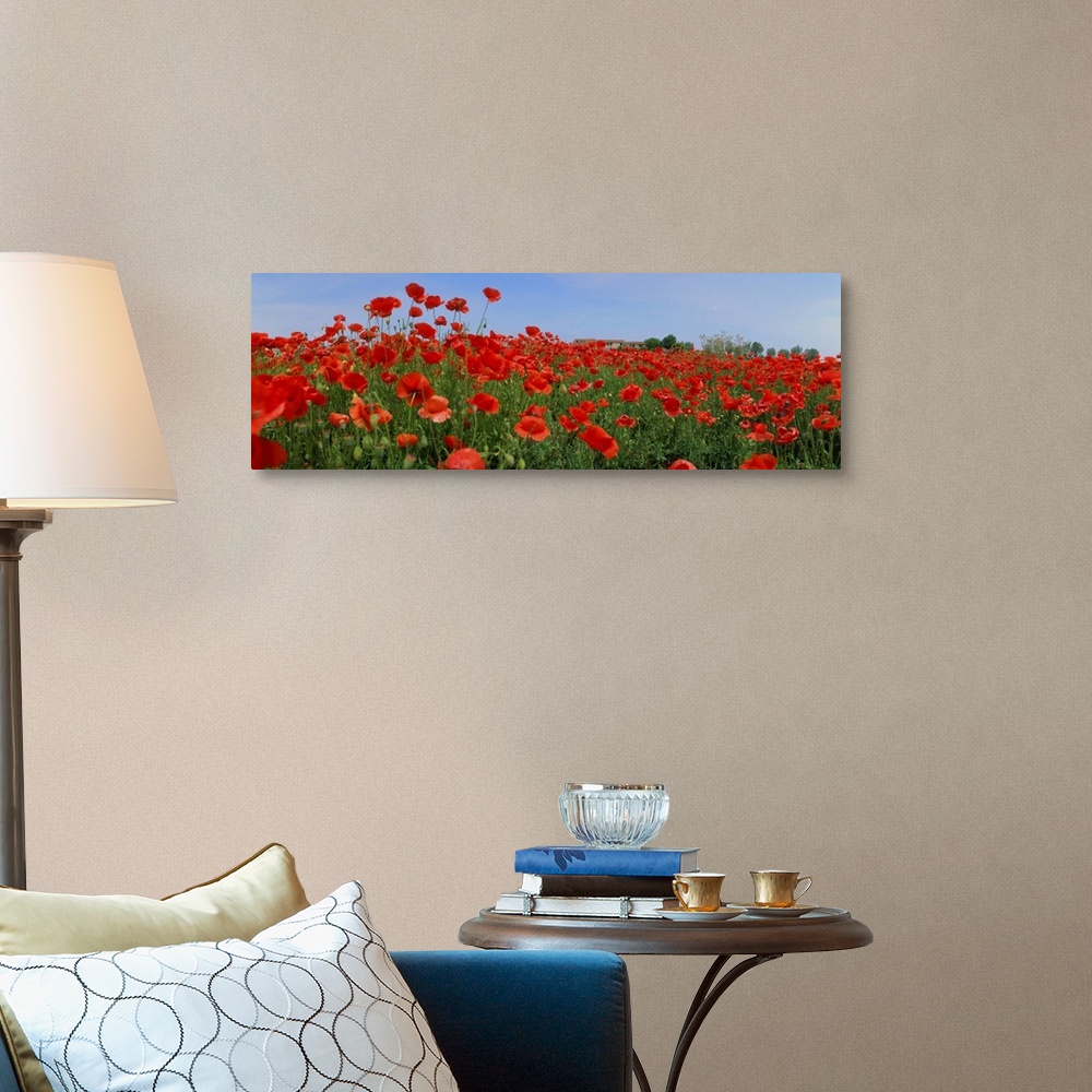 A traditional room featuring Italy, Veneto, Polesine, Polesine, poppies in bloom