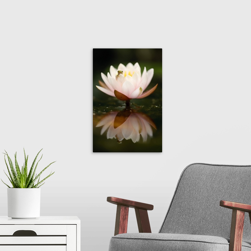 A modern room featuring Italy, Veneto, Treviso district, Tree frog (Hyla arborea) on waterlily