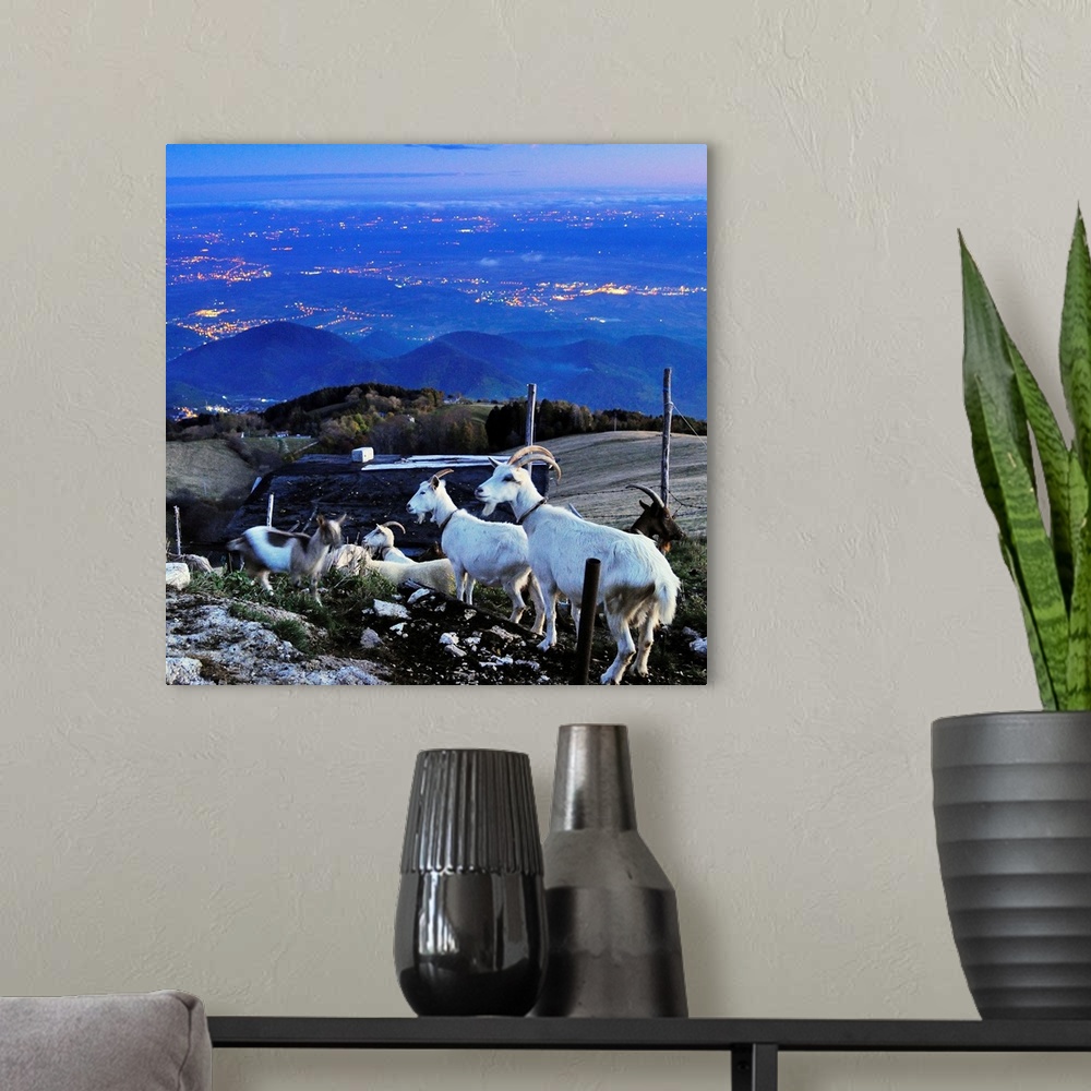 A modern room featuring Italy, Veneto, Valdobbiadene, Monte Cesen, goat with hills of Prosecco