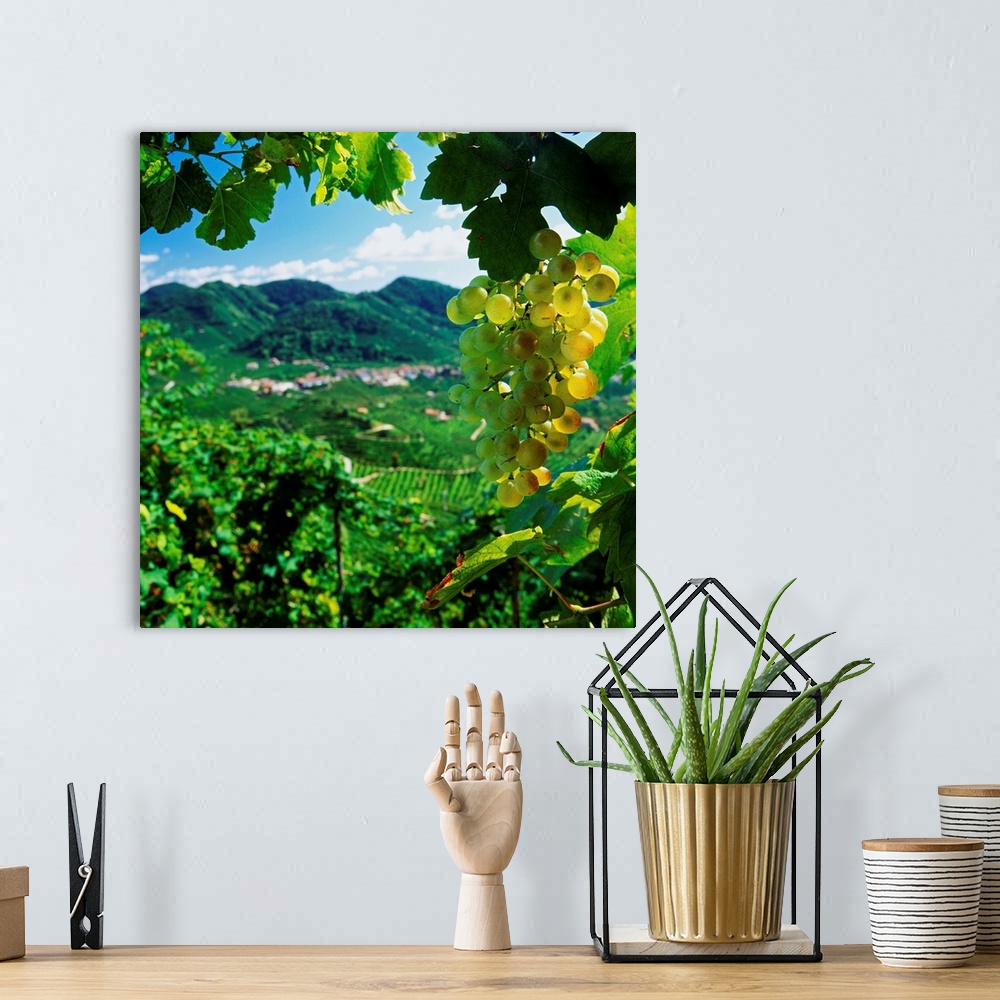 A bohemian room featuring Italy, Italia, Veneto, Valdobbiadene, Prosecco vineyards