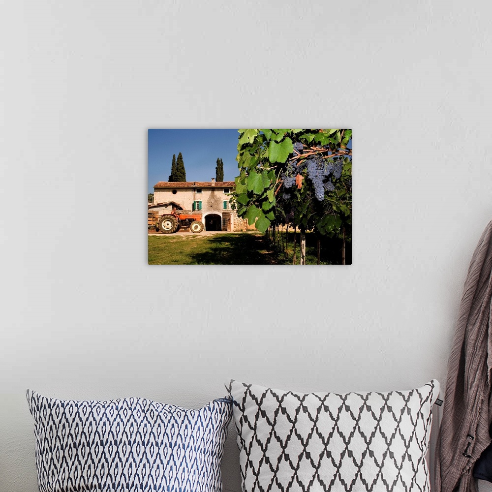 A bohemian room featuring Italy, Veneto, Valpolicella, Grape harvest