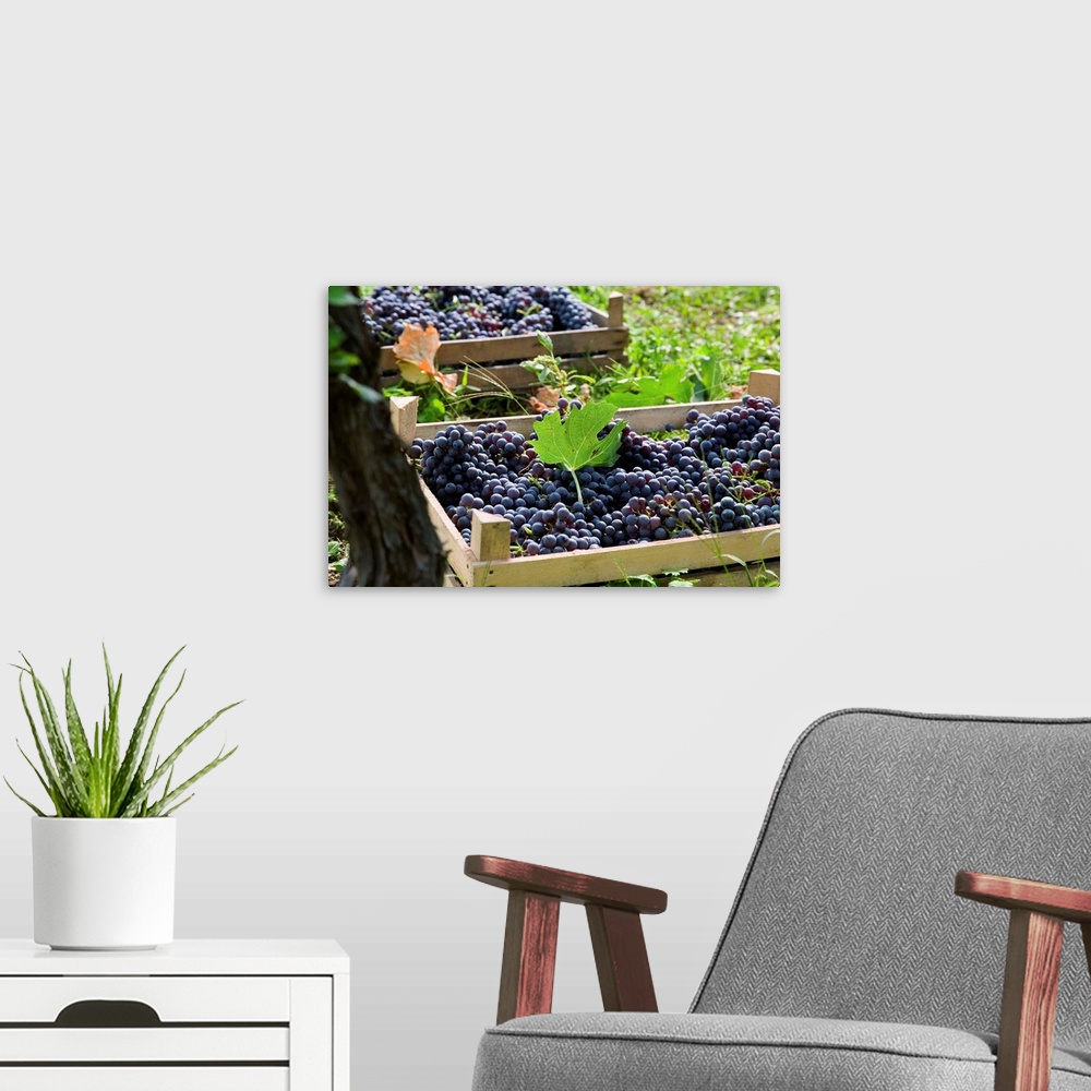 A modern room featuring Italy, Veneto, Valpolicella, Grape harvest