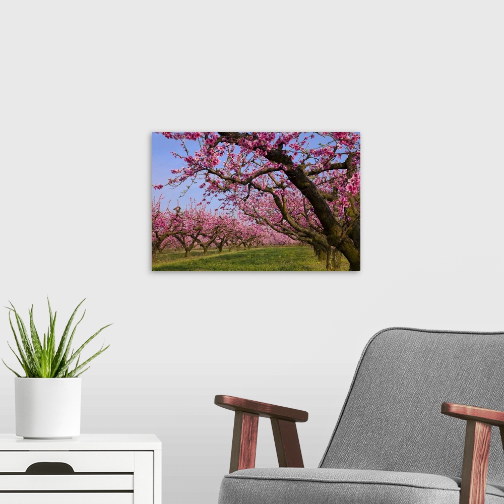 A modern room featuring Italy, Veneto, Verona district, Orchard, peach trees in bloom