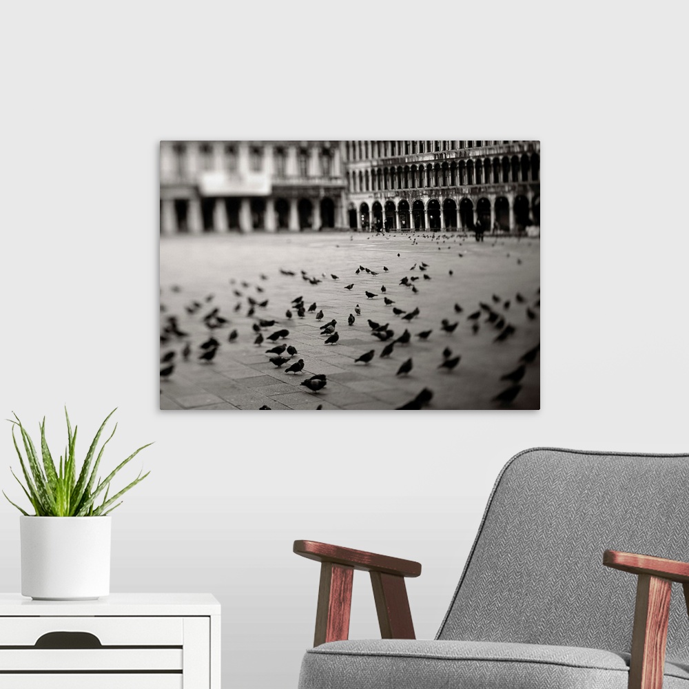 A modern room featuring Italy, Italia, Veneto, Venice, Venezia, Birds in Saint Mark's Square, Piazza