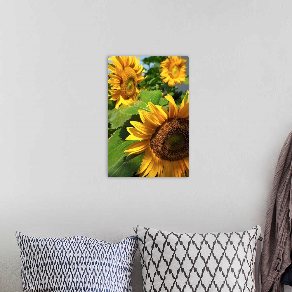A bohemian room featuring Italy, Veneto, Venezia, sunflowers