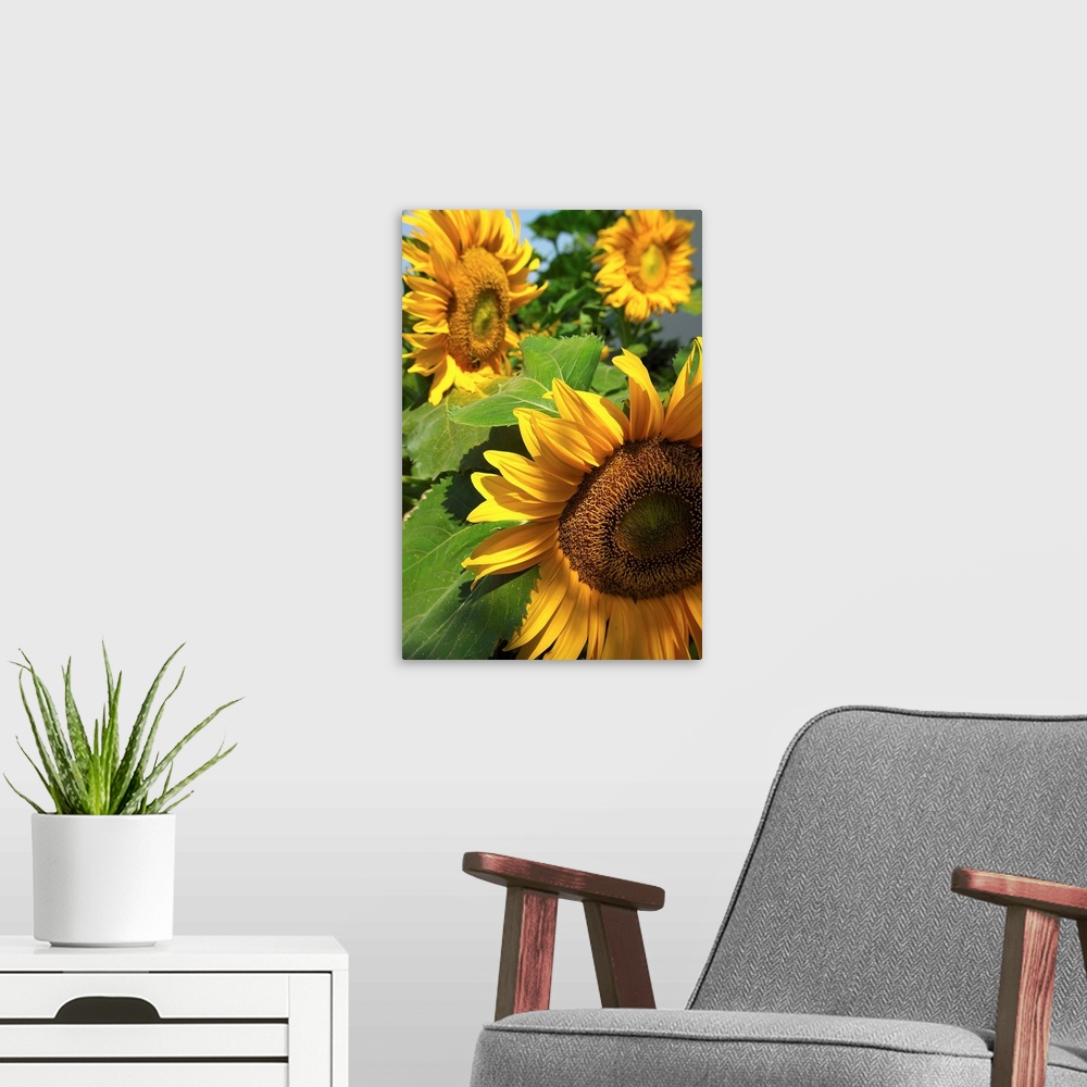 A modern room featuring Italy, Veneto, Venezia, sunflowers