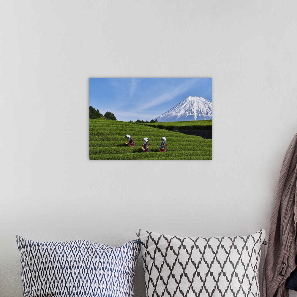 A bohemian room featuring Japan, Shizuoka, Fuji, Honshu island, Tea harvest at the feet of Mount Fuji