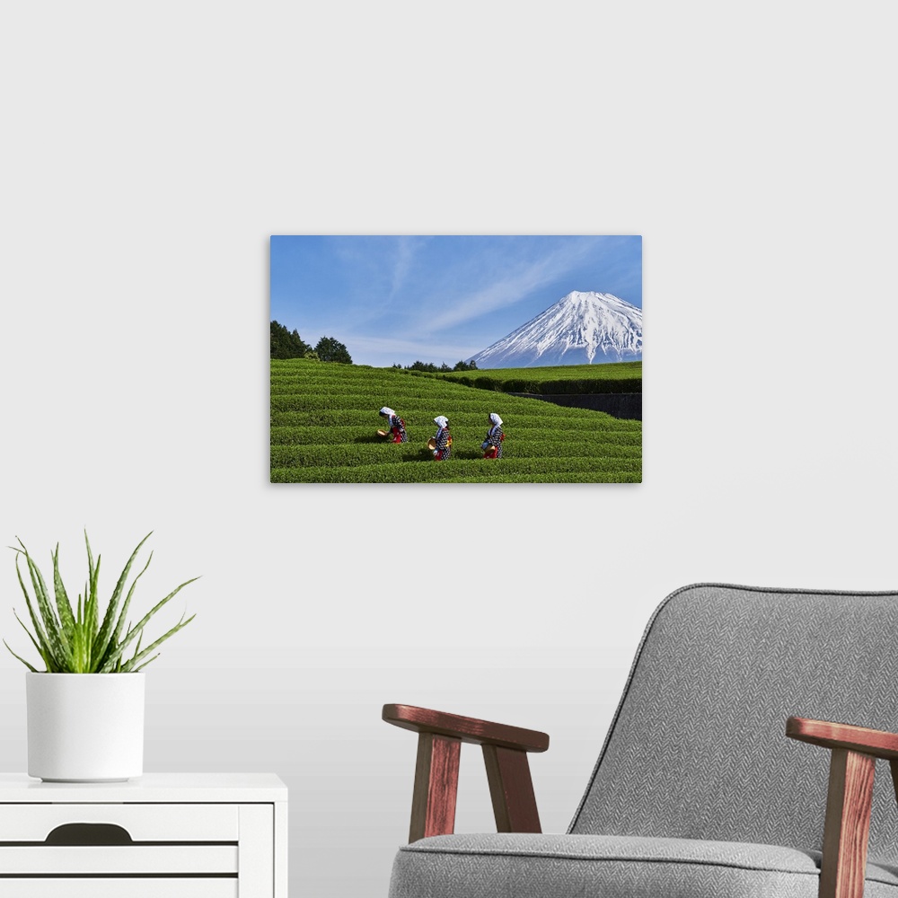 A modern room featuring Japan, Shizuoka, Fuji, Honshu island, Tea harvest at the feet of Mount Fuji