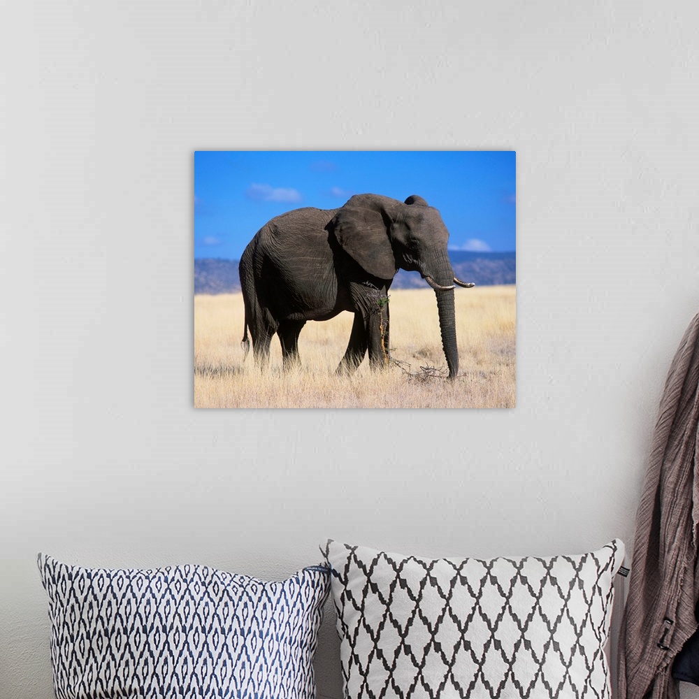 A bohemian room featuring Kenya, Elephant