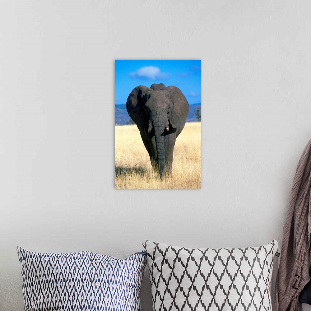 A bohemian room featuring Kenya, Elephant