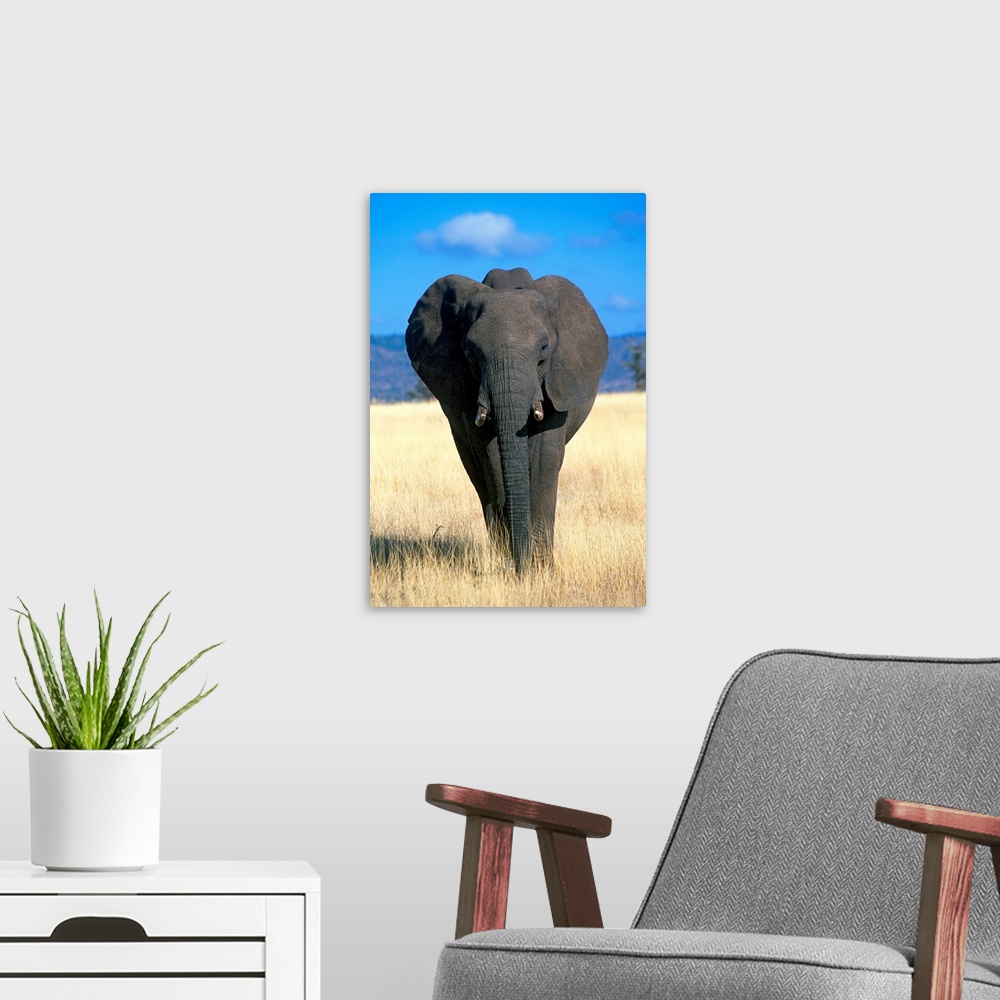 A modern room featuring Kenya, Elephant