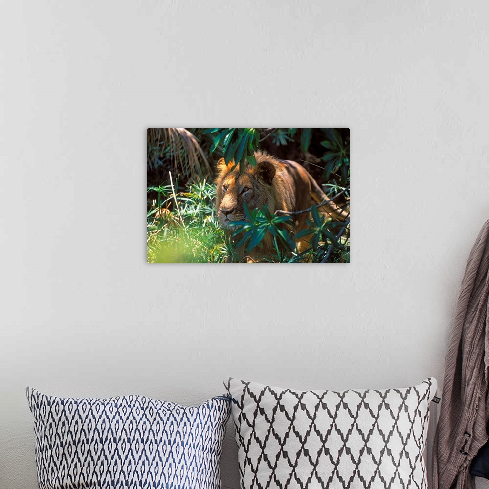 A bohemian room featuring Kenya, Lion