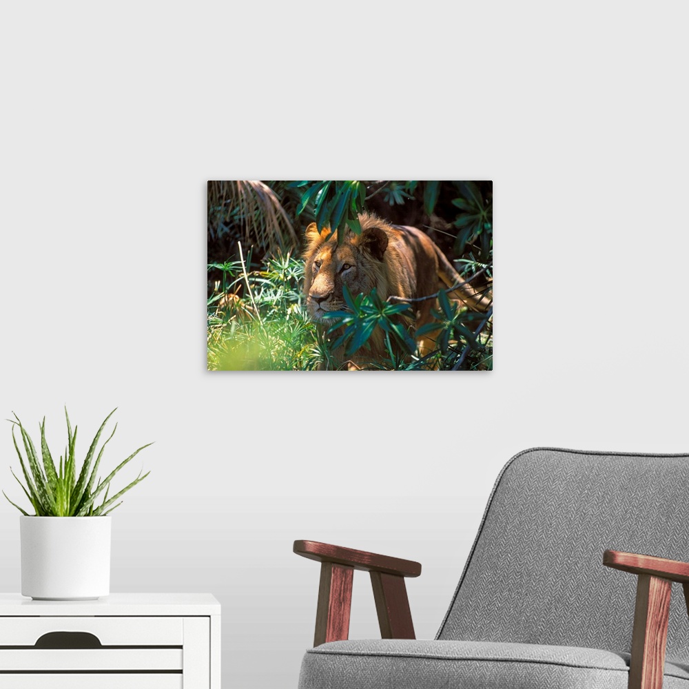 A modern room featuring Kenya, Lion