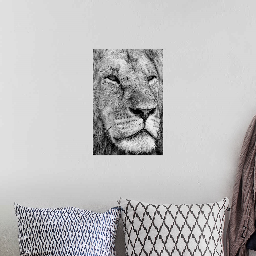 A bohemian room featuring Kenya, Rift Valley, Masai Mara National Park, Close-up black and white of a male lion.