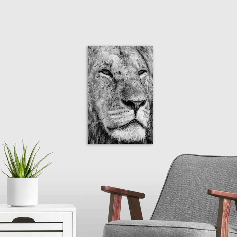 A modern room featuring Kenya, Rift Valley, Masai Mara National Park, Close-up black and white of a male lion.