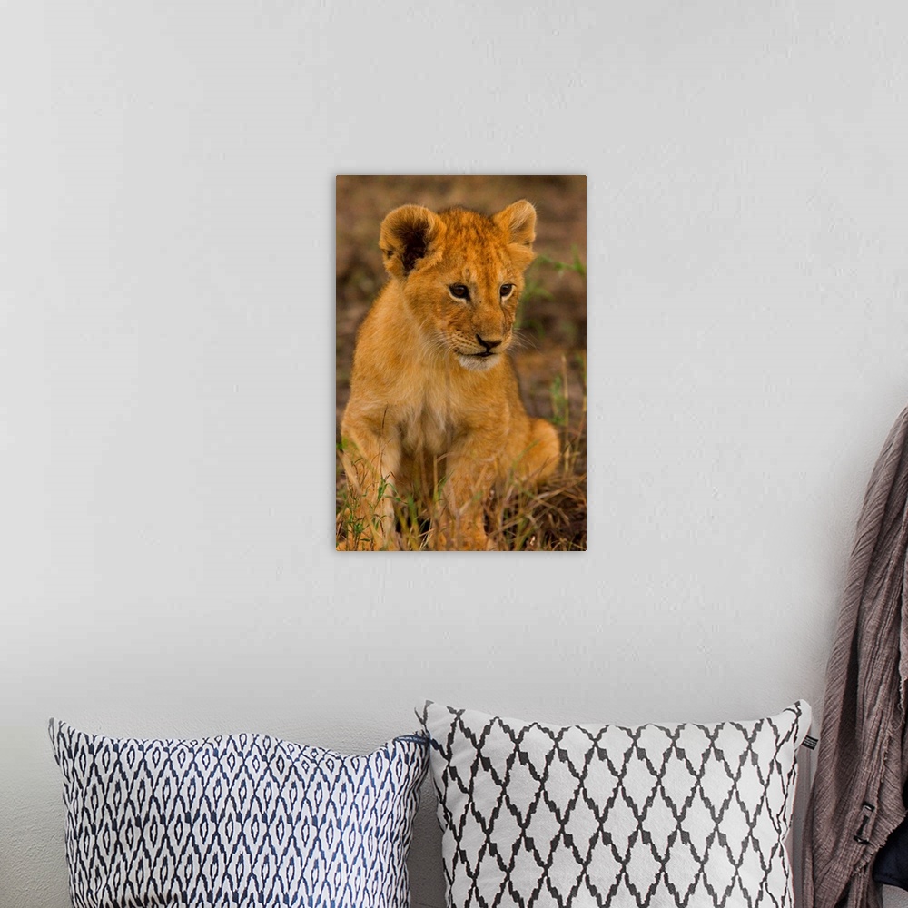 A bohemian room featuring Kenya, Rift Valley, Masai Mara National Park, lion cub