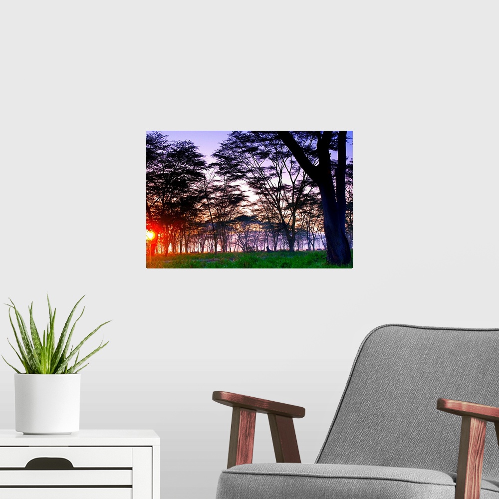 A modern room featuring Kenya, Rift Valley, Nakuru Lake Natural Park, acacias at dawn