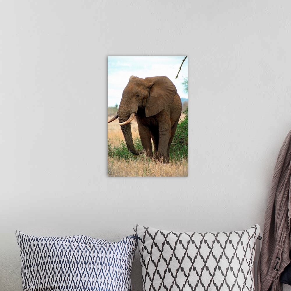 A bohemian room featuring Kenya, Taita Hills National Park, Elephant
