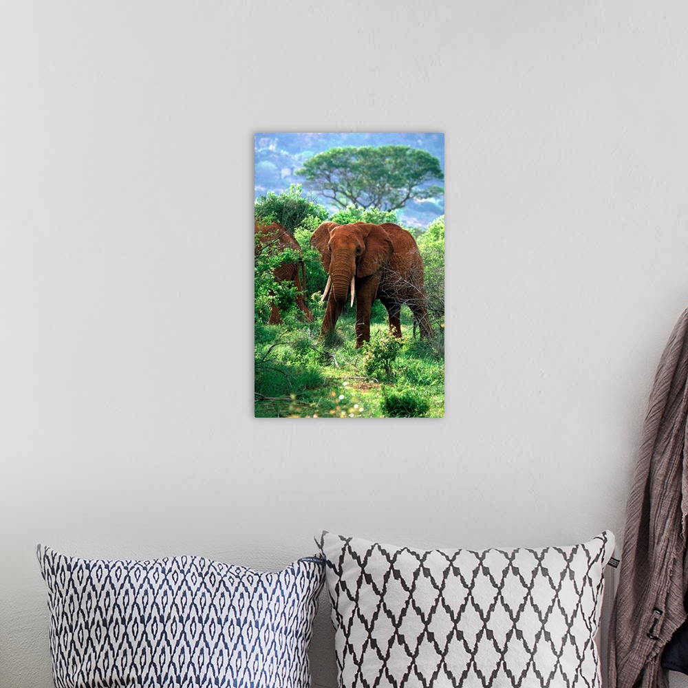 A bohemian room featuring Kenya, Tsavo National Park, African Elephants