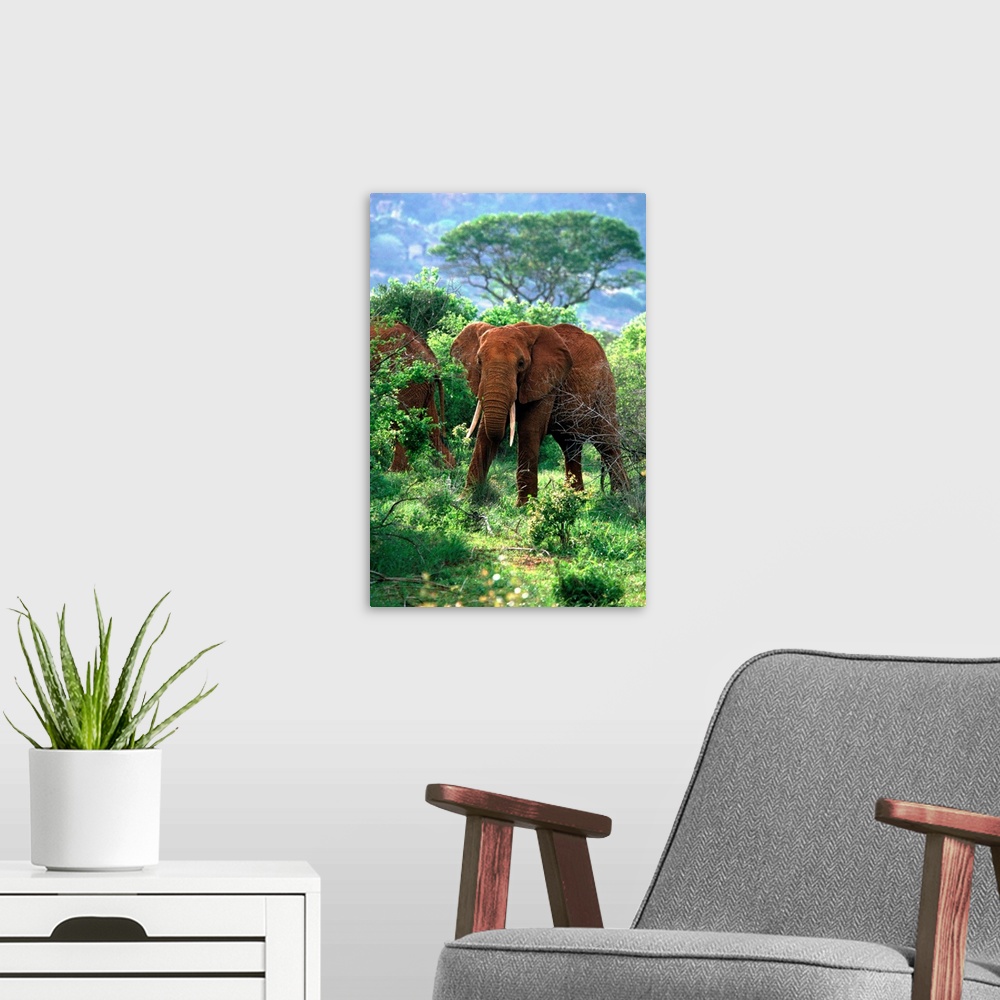 A modern room featuring Kenya, Tsavo National Park, African Elephants
